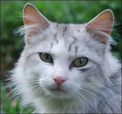 Lequel est le chat de "Stuart Little" ?