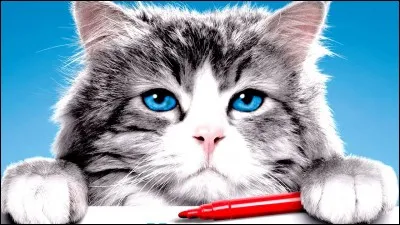 Quel film sur un chat est sorti en 2016 ?