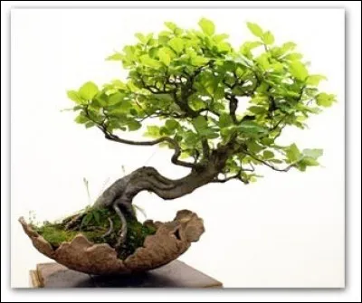 Comment appelle-t-on cet arbre nain ?