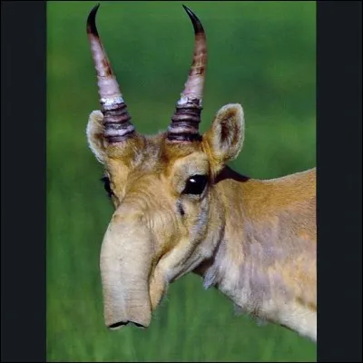 Drôle de nez pour cette antilope saïga ; à quoi lui sert-il ?