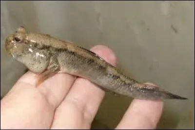 Ce petit poisson est un periophthalmus. Quelle est sa particularité ?