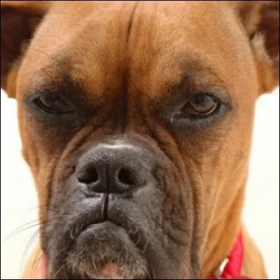 L'échinococcose est une maladie parasitaire transmise par le chien et le renard.