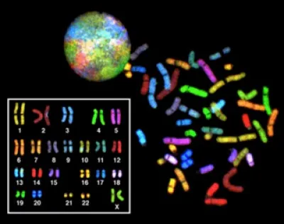 Le caryotype est l'arrangement standard de l'ensemble des chromosomes à partir d'une prise de vue microscopique.