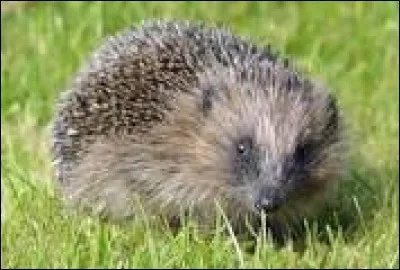 Je suis un petit animal avec des piquants, qui mange la nuit. Quand j'ai peur je me roule en boule Qui suis-je ?
