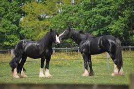 Quiz Chevaux