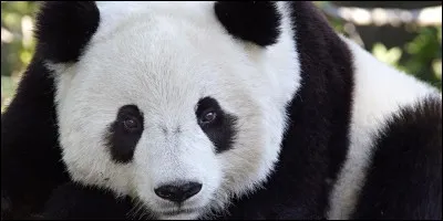 L'alimentation du panda est constitué de 50% de bambou.