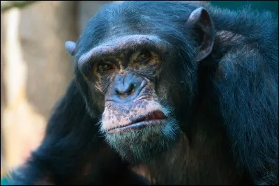 Le chimpanzé est l'animal le plus proche de l'homme.