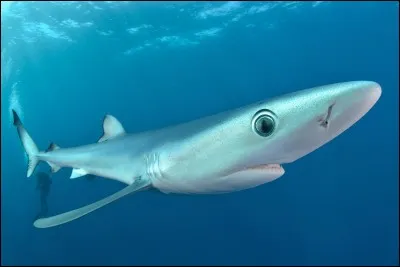 Cet animal est un requin-scie.