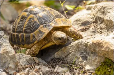 La tortue possède un museau.