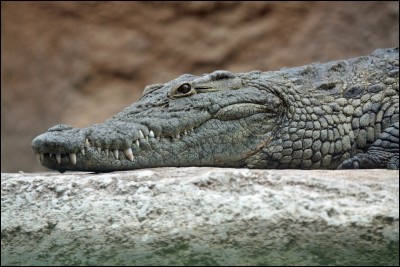 Les crocodiles peuvent rester 45 minutes sous l'eau.