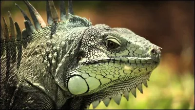 L'iguane est le plus gros lézard.