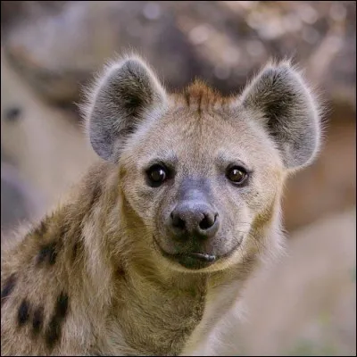 Cet animal est une hyène.