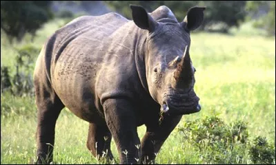 Les rhinocéros sont herbivores