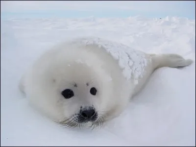 Le petit du phoque se nomme le blanchon.
