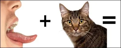 Quelle est la bonne réponse ?