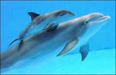 Comment s'appelle le petit du dauphin ?