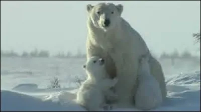 Comment s'appelle le petit de l'ours ?