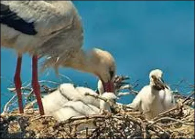 Comment s'appelle le petit de la cigogne ?
