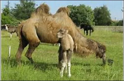 Comment s'appelle le petit du chameau ?