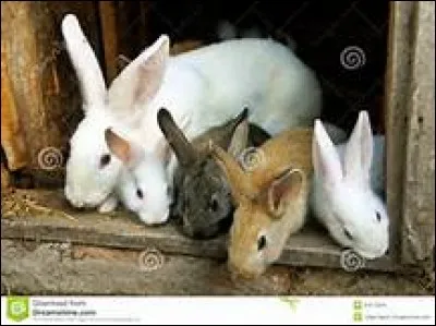 Comment s'appelle le petit du lapin ?