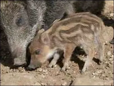 Comment s'appelle le petit du sanglier ?