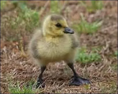 Comment s'appelle le petit de l'oie ?