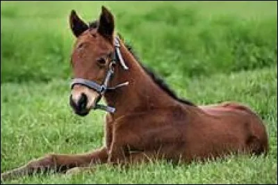 Comment s'appelle le petit du cheval ?