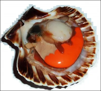 La coquille Saint-Jacques est un mollusque particulièrement apprécié en gastronomie, notamment le "corail", rouge orangé. Mais qu'est le corail ?