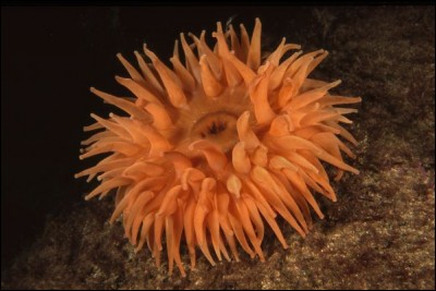Les anémones de mer, polypes solitaires, peuvent atteindre presque m de diamètre. Comment sont-elles également appelées ?