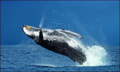 La baleine à bosse est un mammifère marin, également appelé rorqual. Elle pèse en moyenne 25 tonnes. Jusqu'à quel âge peut-elle vivre ?