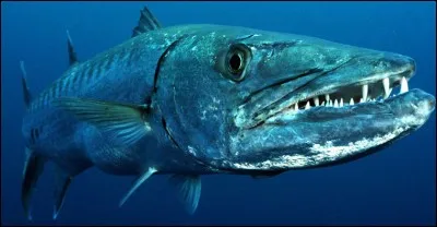 Le barracuda est un poisson carnivore redoutable. Il est comestible mais doivent être parfaitement cuits, car leur chair peut
parfois contenir une toxine. Laquelle ?