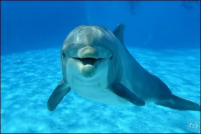 Le dauphin est un mammifère marin très connu. Le petit dauphin, à sa naissance pèse environ 30 kg et mesure en 90 cm et 1.30 m. Mais combien de temps dure la gestation chez la femelle ?