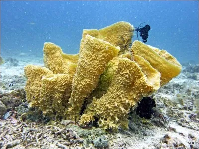 Il existe 10 000 espèces d'éponges. Elles peuvent atteindre des âges très avancés, surtout celles vivant dans les océans froids, à croissance très lente. Mais quel âge ?