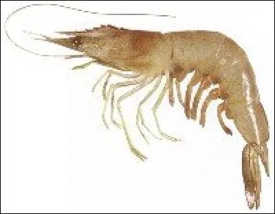 La crevette fait partie de l'ordre des décapodes, comme les crabes, les écrevisses, homards, langoustes... Les crevettes les plus connues sont les roses, les grises. Il existe aussi les crevettes brunes, les crevettes bleues. Un fruit est également associé à la crevette, lequel ?