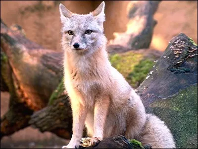 Statue géante de l'île de Pâques :