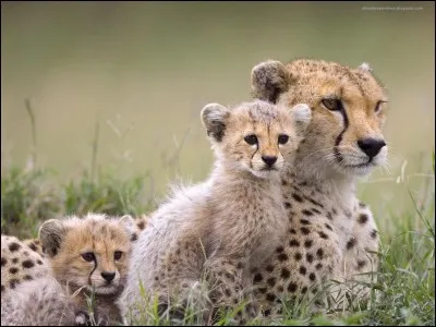 Langue bantoue du Gabon :