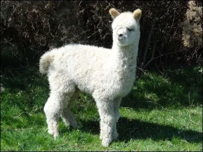 Terme militaire. Opération extérieure, intervention de l'armée d'un pays en dehors de son territoire national :