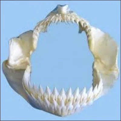 Lequel de ces mammifères a le plus de dents ?