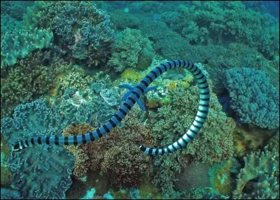 Quel est le repas préféré du tricot rayé ?