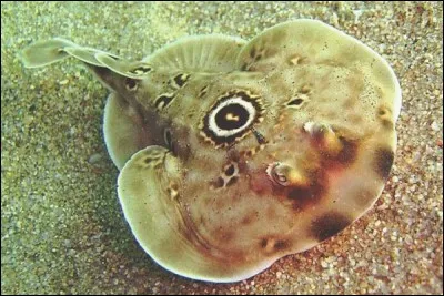 Quel est le nom de cette raie ?