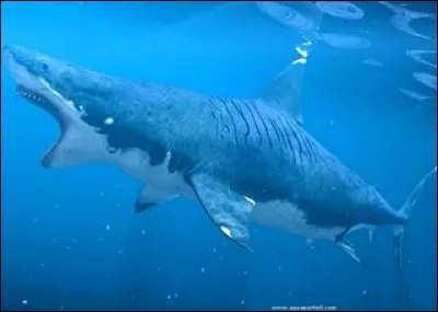 Quel est l'ancêtre du grand requin blanc ?