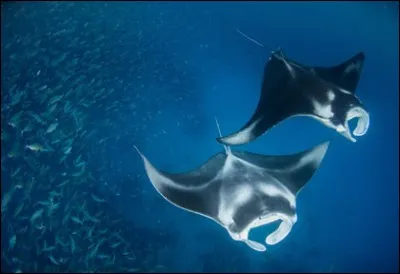 Quel est l'autre nom de la raie manta ?