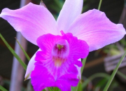 Quiz Autour de l'orchide