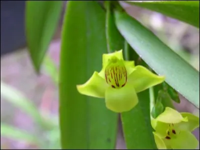 Quel animal inspire la terreur dans le film "A la Poursuite de l'Orchidée de Sang" ?