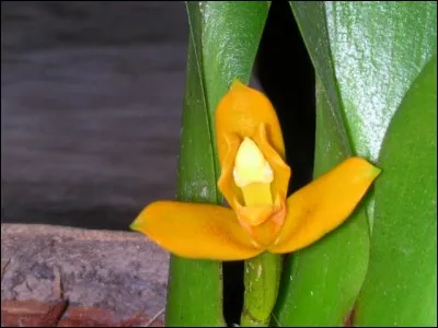 Combien pensez-vous qu'il existe d'espèces d'orchidées dans le monde ?