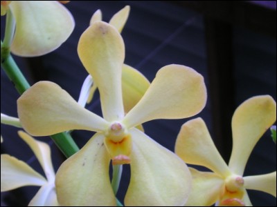 L'étymologie du mot orchidée vient du grec orchis, qui signifie ...