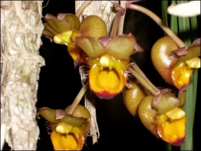 Dans quel roman de Boris Vian pouvez-vous lire : Il cueillit une orchidée orange et grise dont la corolle délicate fléchissait. Elle brillait de couleurs diaprées. Elle a la couleur de la souris à moustaches noires ?