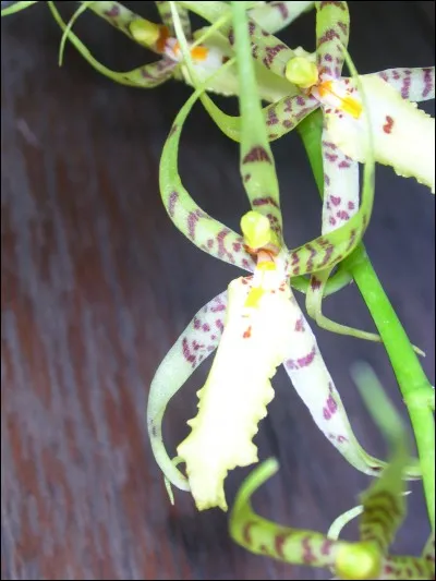 Quel est l'acteur principal du film "L'Orchidée Noire" ?