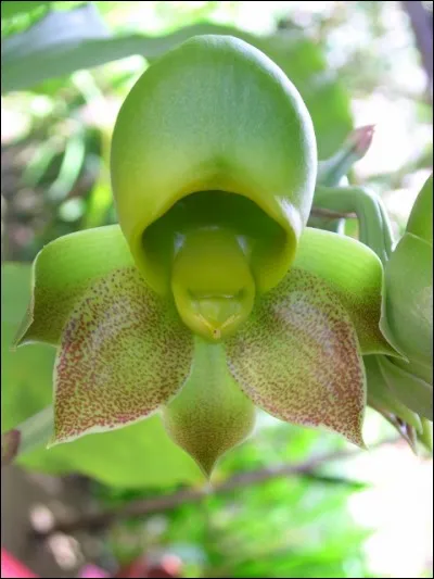 Il existe une Journée internationale de l'Orchidée !