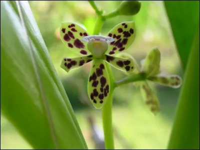 Quelle couleur d'orchidée allez-vous choisir pour signifier l'amour et la joie ?